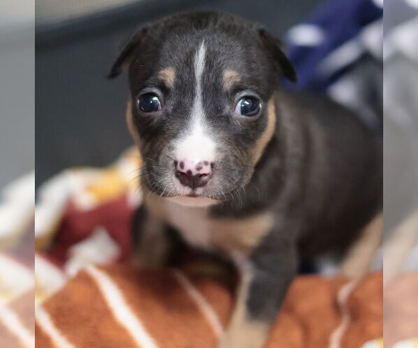 Medium Photo #8 Mutt Puppy For Sale in Philadelphia, PA, USA