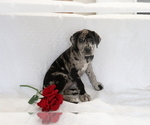 Small Photo #2 Great Dane Puppy For Sale in SHILOH, OH, USA