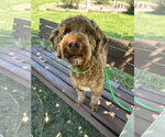 Small #1 Miniature Labradoodle
