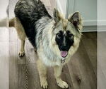 Small German Shepherd Dog
