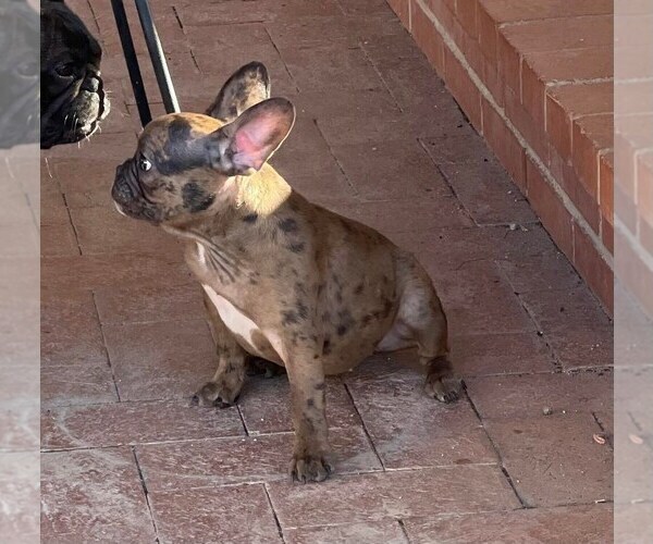 Medium Photo #3 French Bulldog Puppy For Sale in TUCSON, AZ, USA