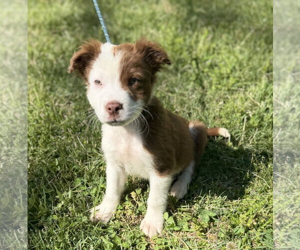 Medium Photo #3 Boxer-Unknown Mix Puppy For Sale in Yardley, PA, USA