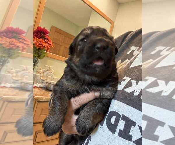 Medium Photo #2 German Shepherd Dog Puppy For Sale in NEWVILLE, PA, USA