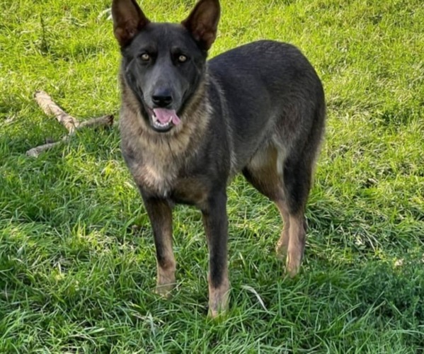 Medium Photo #1 German Shepherd Dog Puppy For Sale in LITCHFIELD, MI, USA