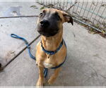 Small Black Mouth Cur-German Shepherd Dog Mix