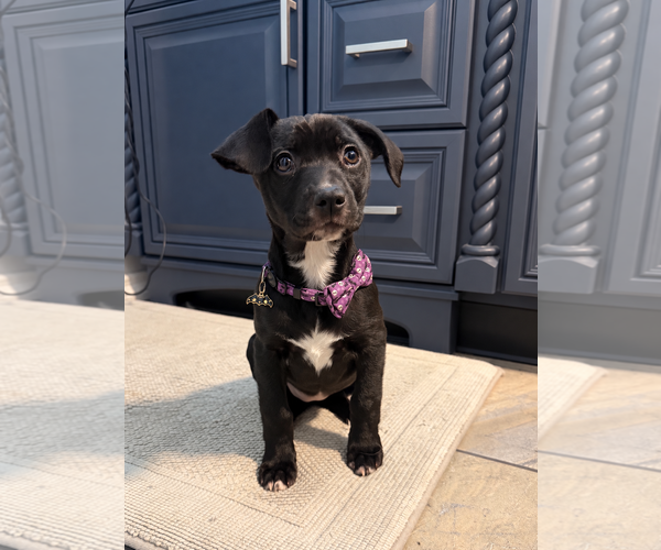 Medium Photo #1 Labbe Puppy For Sale in Anchorage, AK, USA