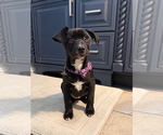 Alice - Female Labbe Dog for Adoption - Small photo