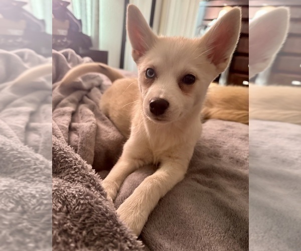Medium Photo #141 Pomsky Puppy For Sale in LOVELAND, CO, USA