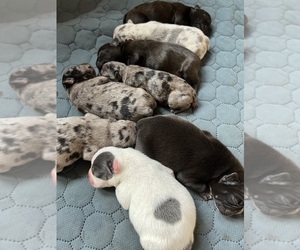 French Bulldog Puppy for sale in NEW RICHMOND, OH, USA