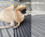 Small Photo #25 Mastiff Puppy For Sale in PARIS, IL, USA