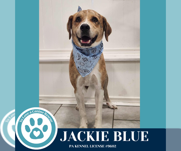 Medium Photo #1 Catahoula Leopard Dog-Unknown Mix Puppy For Sale in Kimberton, PA, USA