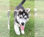 Small Photo #4 German Shepherd Dog-Siberian Husky Mix Puppy For Sale in LEESVILLE, LA, USA