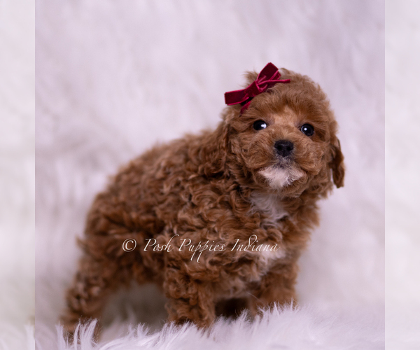 Medium Photo #3 Poodle (Toy) Puppy For Sale in WARSAW, IN, USA