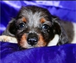Small #1 Dachshund