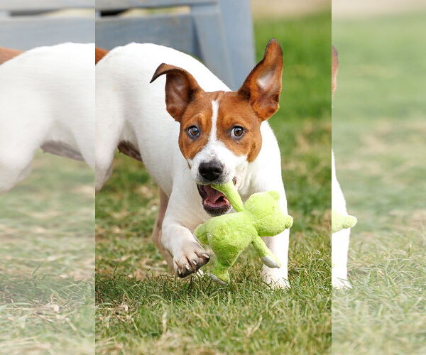 Medium Photo #27 Basenji-Rat Terrier Mix Puppy For Sale in McKinney, TX, USA