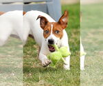 Small #26 Basenji-Rat Terrier Mix