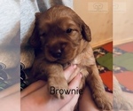 Small Photo #10 Cock-A-Poo-Goldendoodle Mix Puppy For Sale in CONCORD TWP, OH, USA
