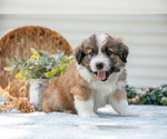 Small Photo #18 Aussiedoodle Miniature  Puppy For Sale in MILLERSBURG, OH, USA