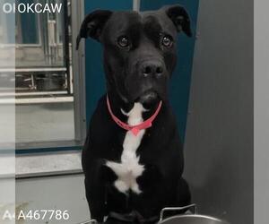 American Staffordshire Terrier-Labrador Retriever Mix Dogs for adoption in Oklahoma City, OK, USA