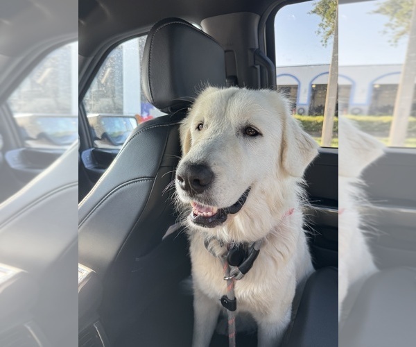 Medium Photo #1 Great Pyrenees Puppy For Sale in ORMOND BEACH, FL, USA