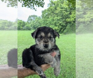 German Shepherd Dog Puppy for sale in WOODBURN, KY, USA