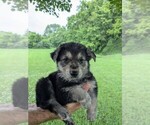 Small German Shepherd Dog