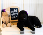 Puppy 1 Newfoundland