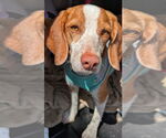 Small #4 Beagle