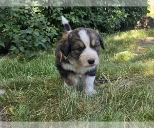 Medium Great Bernese