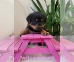 Image preview for Ad Listing. Nickname: Pearl