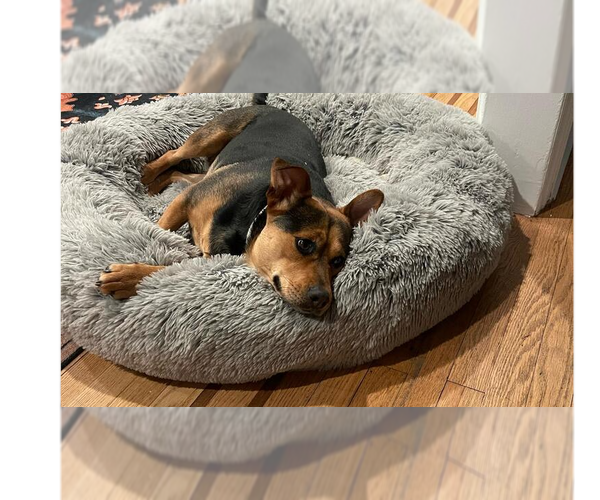 Medium Photo #5 Labrador Retriever-Unknown Mix Puppy For Sale in New York, NY, USA