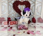 Small Photo #2 YorkiePoo Puppy For Sale in MORRIS CHAPEL, TN, USA