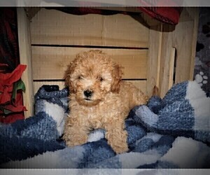 Cavapoo Puppy for sale in LUBLIN, WI, USA