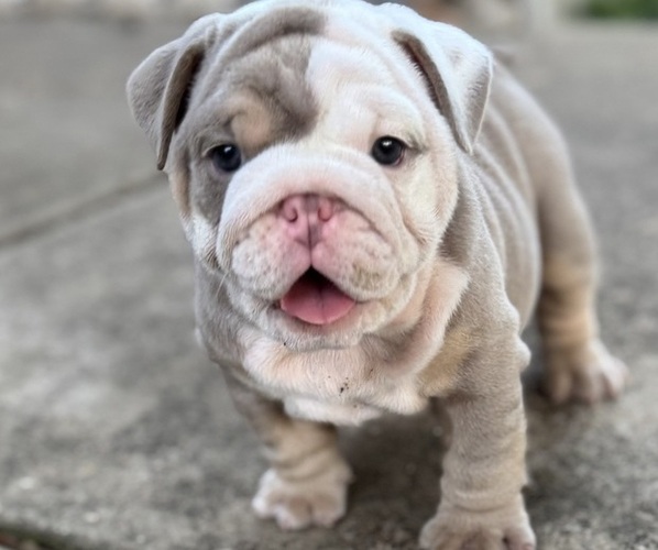 Medium Photo #2 Bulldog Puppy For Sale in MANSFIELD, TX, USA