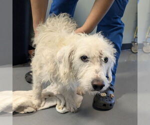 Mutt Dogs for adoption in Chico, CA, USA