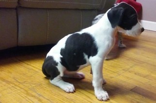 Great Dane Puppy for sale in CORBIN, KY, USA