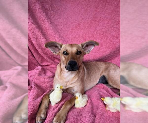 Medium Photo #13 Mutt Puppy For Sale in Croydon, NH, USA