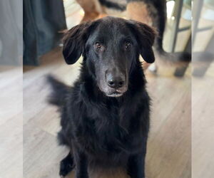 German Shepherd Dog Dogs for adoption in Gretna, NE, USA