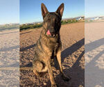 Small Photo #5 Dutch Shepherd Dog Puppy For Sale in SIERRA VISTA, AZ, USA