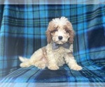 Small #4 Cavapoo