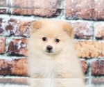 Small Photo #1 Pomeranian Puppy For Sale in BEL AIR, MD, USA