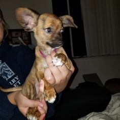 Chiweenie Puppy for sale in NORTHVILLE, MI, USA