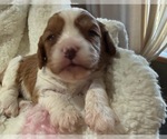 Puppy Honey Cavapoo (Miniature)