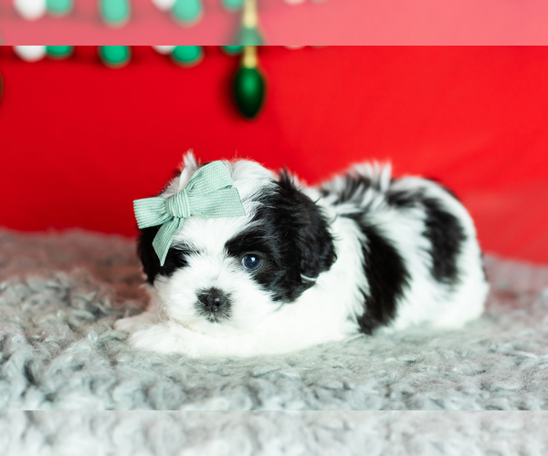 Medium Photo #5 Zuchon Puppy For Sale in WOLCOTTVILLE, IN, USA