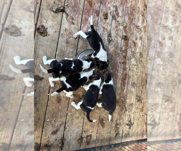 Medium Photo #1 Beagle Puppy For Sale in LANDRUM, SC, USA