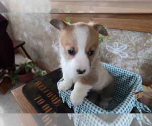 Pembroke Welsh Corgi Puppy for sale in CLEVELAND, OH, USA