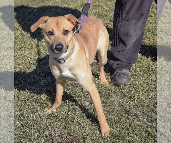 Medium Photo #5 Boxer-Unknown Mix Puppy For Sale in Huntley, IL, USA