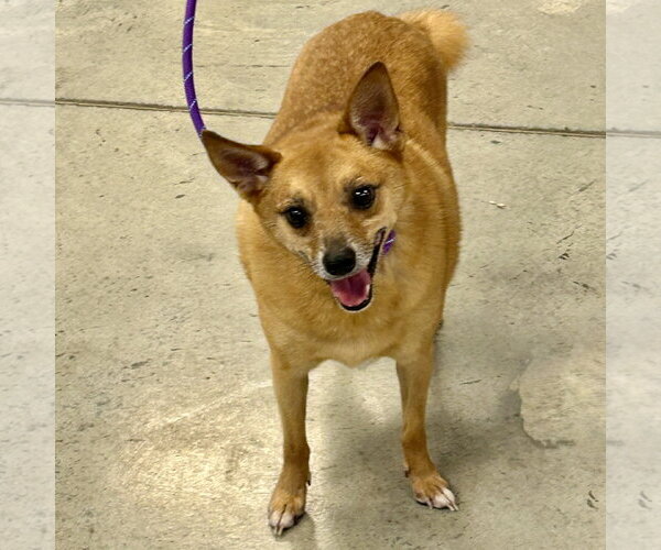 Medium Photo #4 Chihuahua-Finnish Spitz Mix Puppy For Sale in Batavia, OH, USA