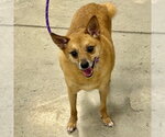 Small #3 Chihuahua-Finnish Spitz Mix