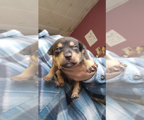Medium Photo #2 Mutt Puppy For Sale in Evansville, IN, USA